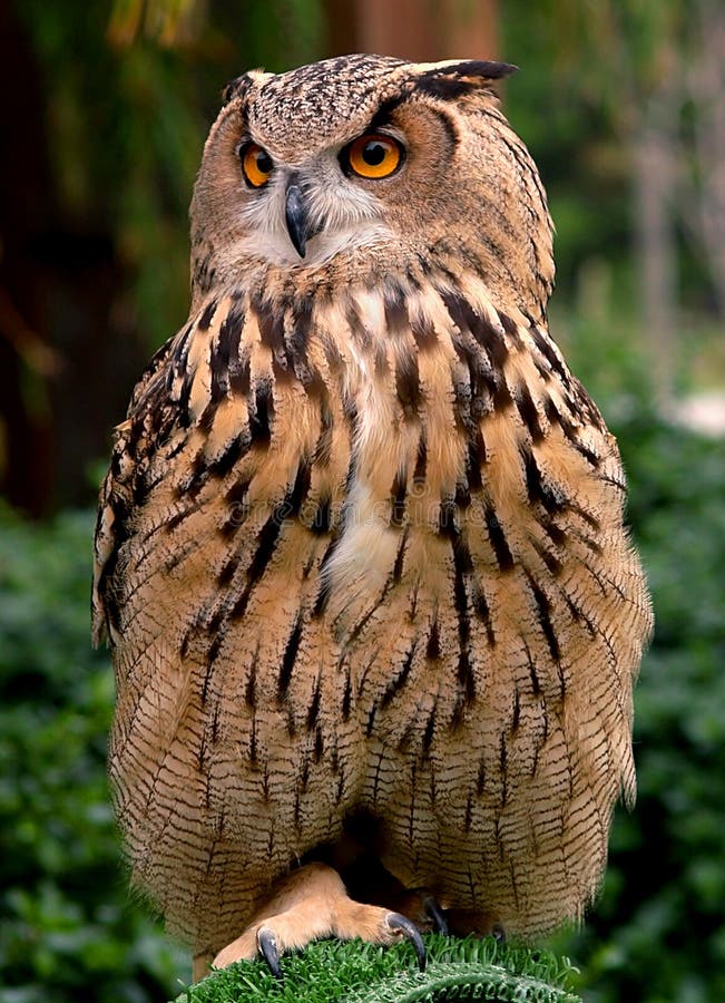 Owl