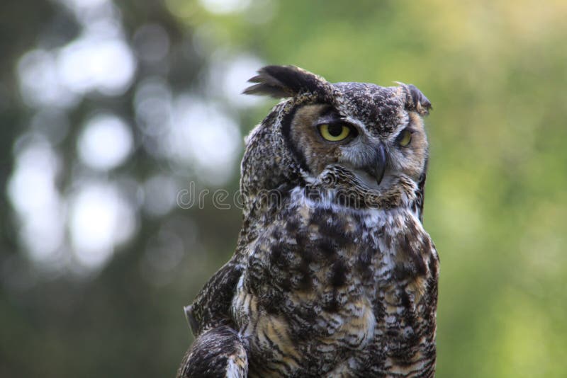 Owl, Beak, Great Grey Owl, Bird Of Prey Picture. Image: 111643448