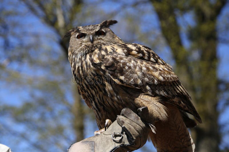 Owl stock photo. Image of beautiful, falconry, eagle 72173424