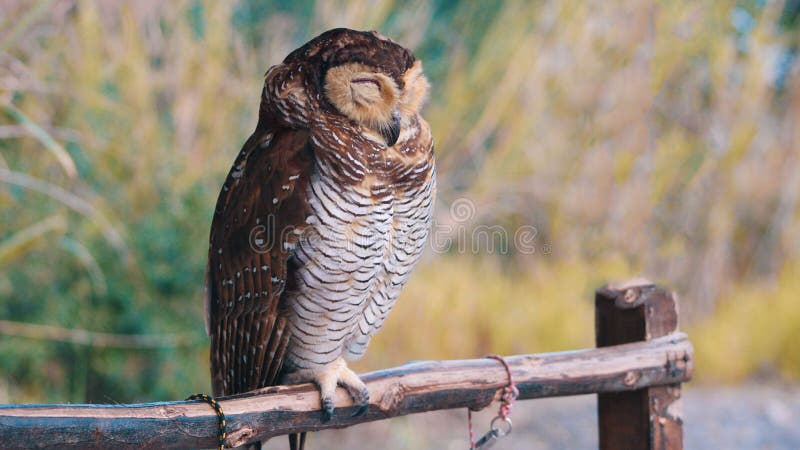 Owl bird standing on the wood when its sleeping. An owl bird standing on the wood when its sleeping during the day. It is not an eagle, it is a owl royalty free stock photography Owl bird standing on the wood when its sleeping. An owl bird standing on the wood when its sleeping during the day. It is not an eagle, it is a owl royalty free stock photography