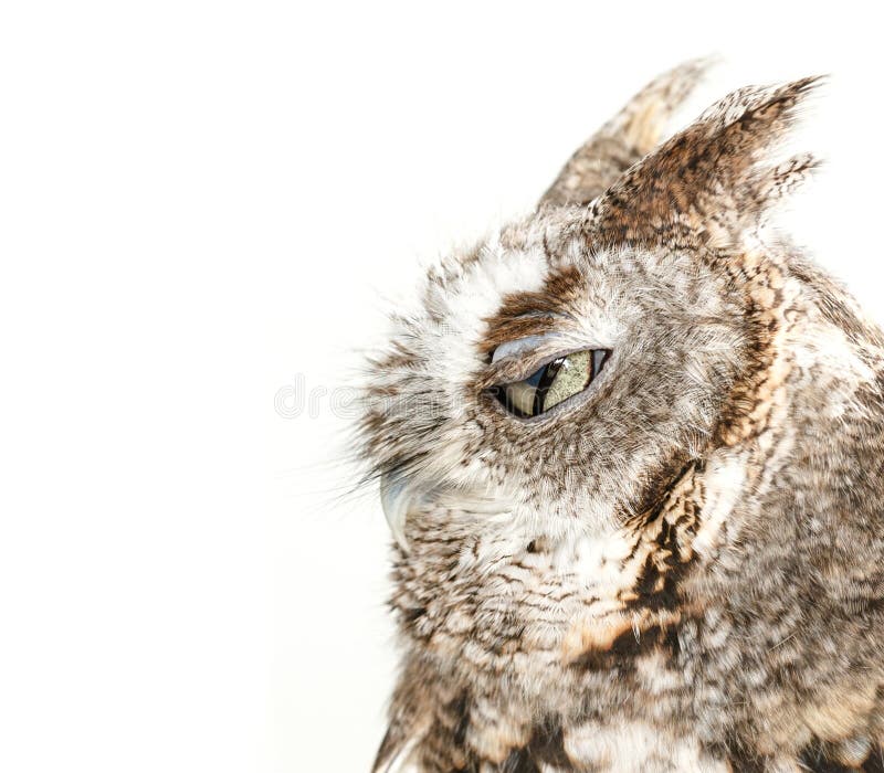 Owl blinking on white background