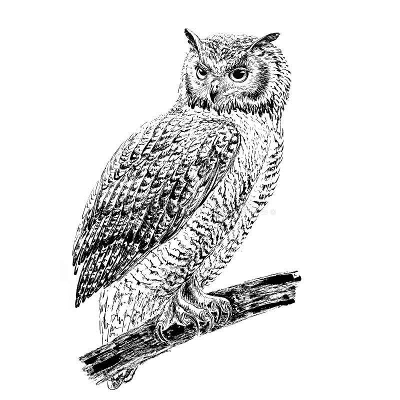 Cool Traditional Owl On Branch Tattoo On Wrist