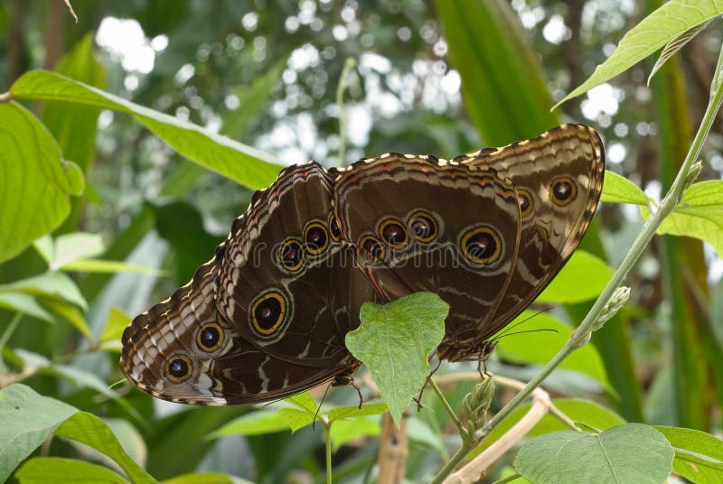 Owl Butterflies Mating stock photography Owl Butterflies Mating stock photography