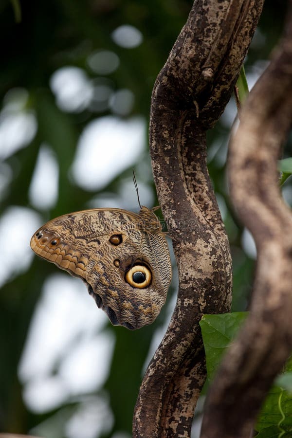 Owl butterfly (Caligo)