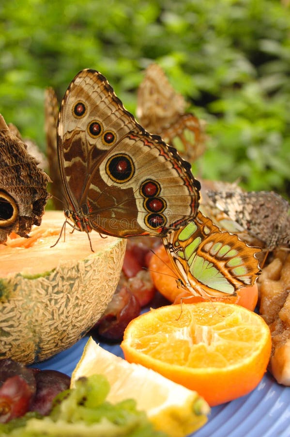 Owl Butterfly Eating Fruit Picture. Image 475536