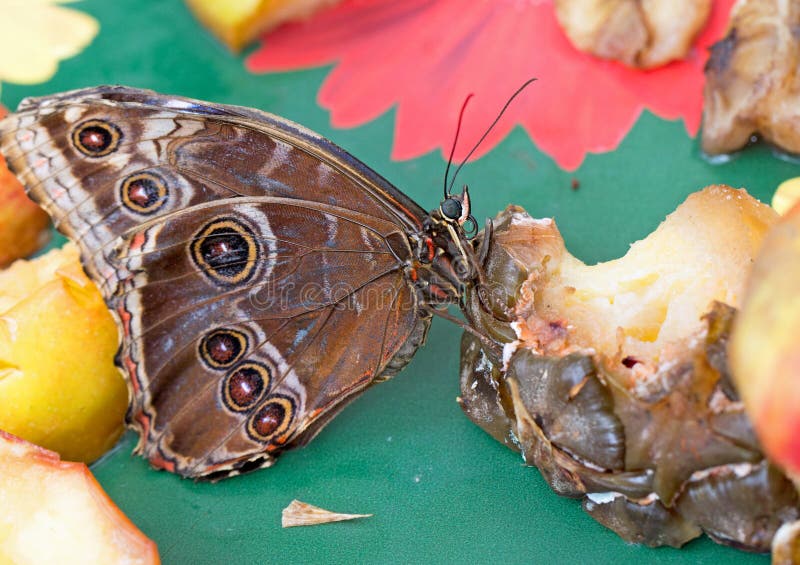 Owl Butterfly Feeding on Fruit on a Colourful Table Stock Image Image