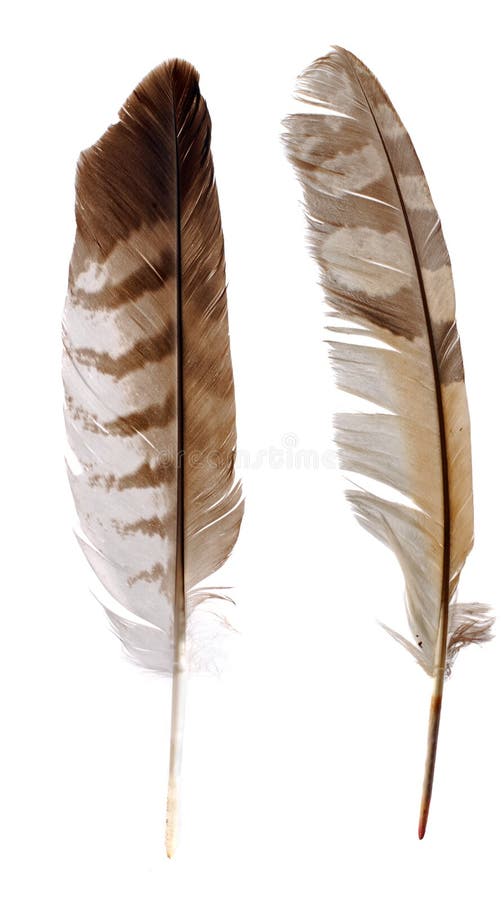 Owl and buzzard feathers