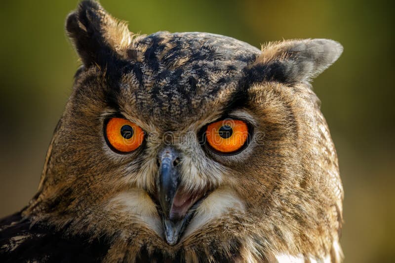 Owl Call. Ritratto dell'aquila bol bubo di Bubo con becco aperto mentre si scopa. Bellissimo uccello preda con occhi d'arancia. fotografia stock libera da diritti