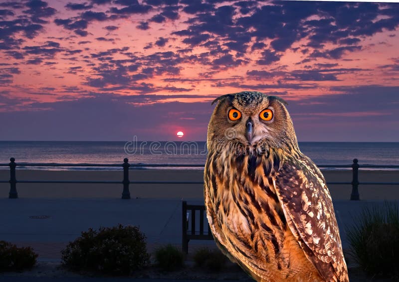 An owl at an early morning