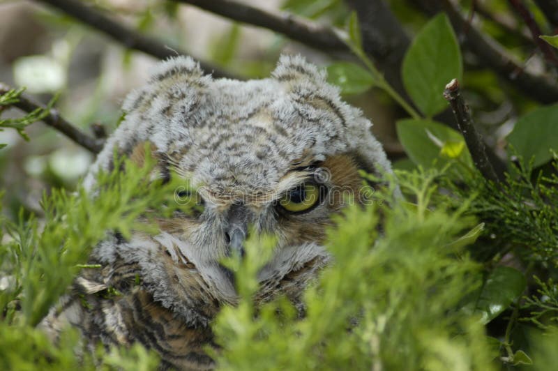 Owl endangered stock image. Image of birds, treeowl, coloradoowl - 50315289