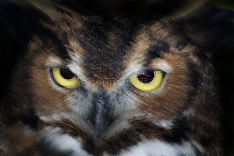 24,457 Owl Eyes Stock Photos - Free & Royalty-Free Stock Photos from Dreamstime 24,457 Owl Eyes Stock Photos - Free & Royalty-Free Stock Photos from Dreamstime