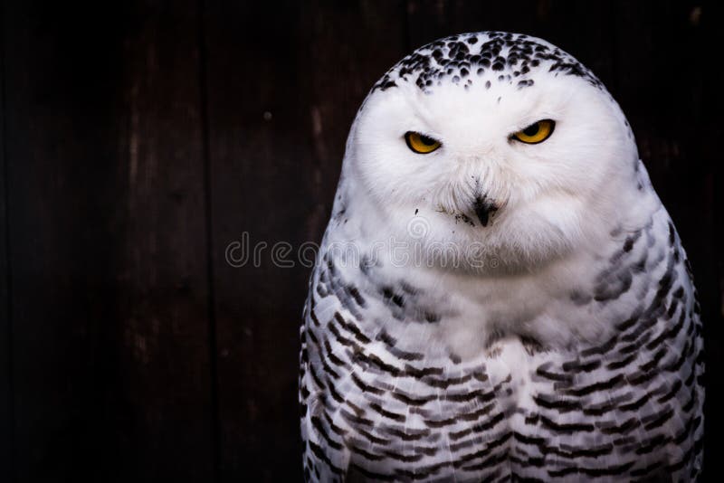 Owl Eyes Yellow Stare Beak macchiato il nero bianco fotografia stock Owl Eyes Yellow Stare Beak macchiato il nero bianco fotografia stock