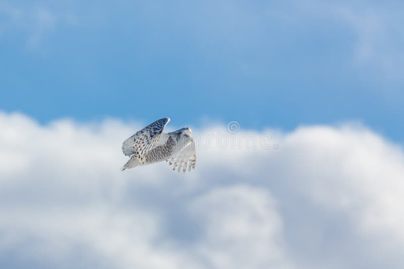 Owl Flight nevado imagem de stock Owl Flight nevado imagem de stock
