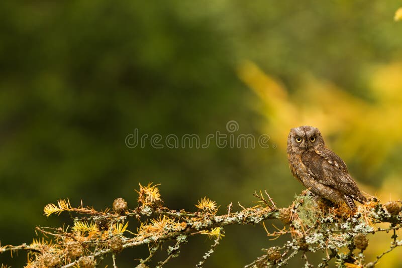Owl in the forest stock photo. Image of outside, brown - 18929360