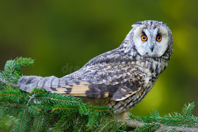 Owl in the forest. Long-eared Owl sitting on the branch in the fallen larch forest during autumn. Wildlife scene from the nature h