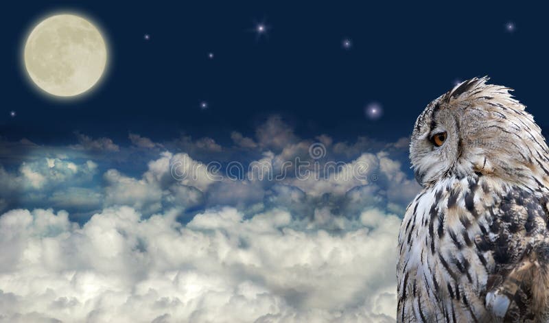Owl at full moon