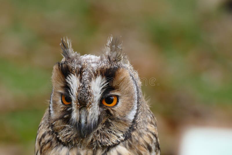 Owl (long-eared) portrait stock photo. Image of bird - 80047650