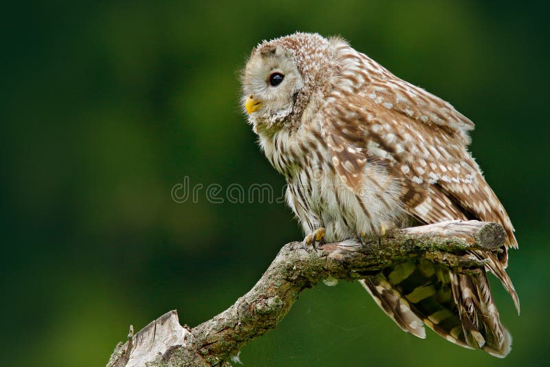 Owl in nature. Ural Owl, Strix uralensis, sitting on tree branch, at green leaves oak forest, Norway. Wildlife scene from nature.