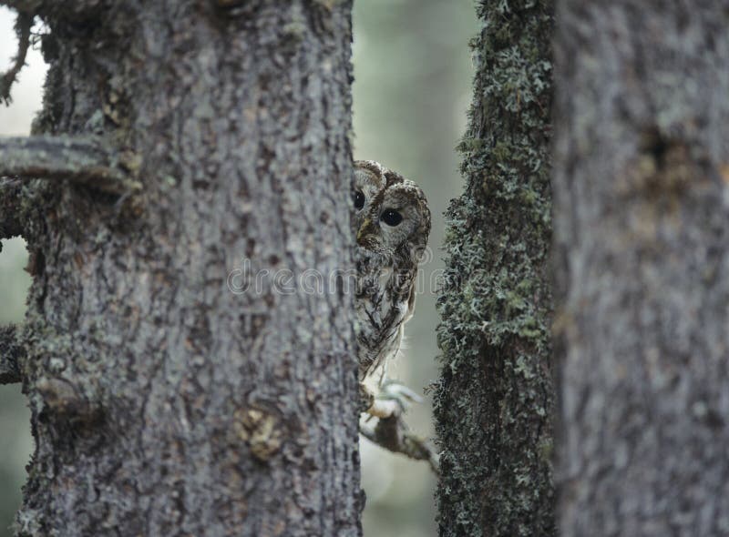 Owl Peeking Behind Tree Stock Photos - Free & Royalty-Free Stock Photos ...