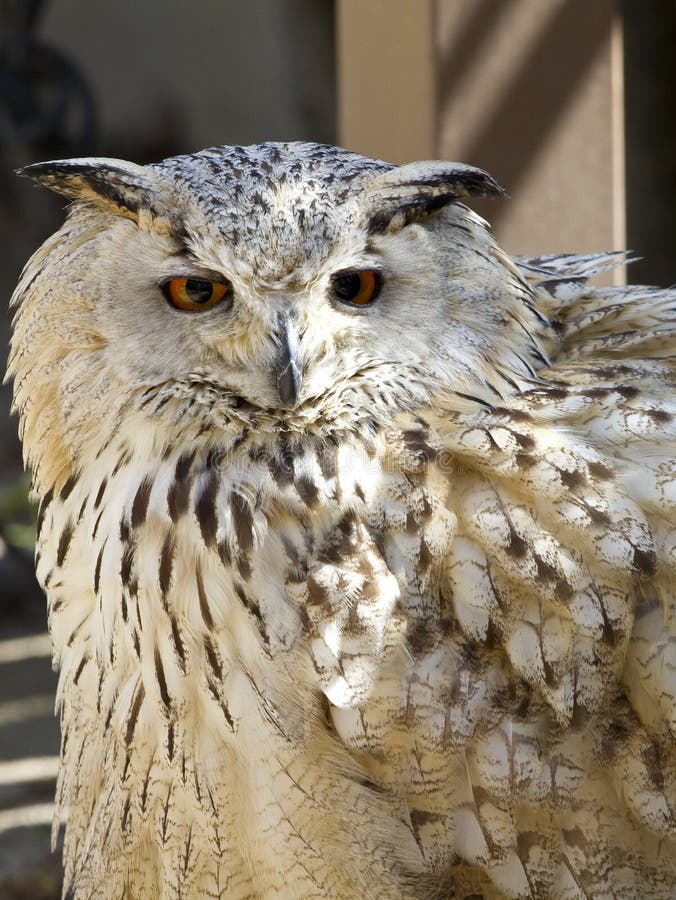 Owl portrait