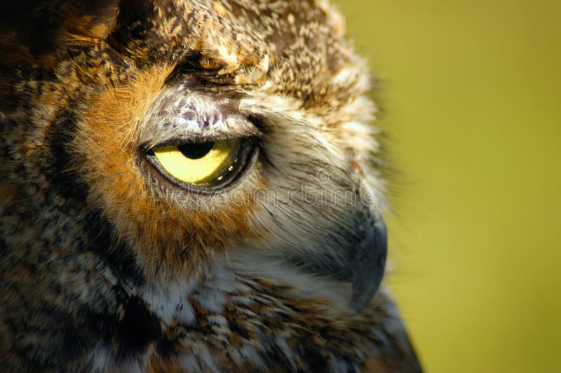Owl Portrait stock photos Owl Portrait stock photos