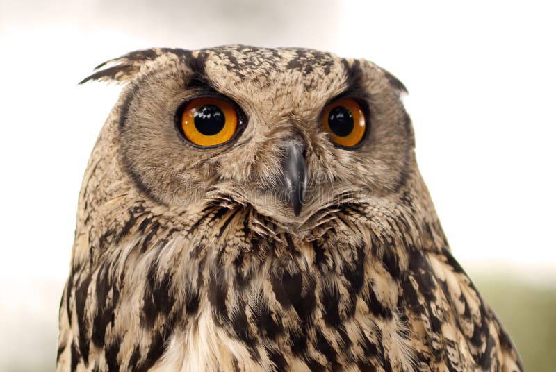 Owl Portrait of the Bengali Breed Stock Image - Image of animal, themes:  121638445