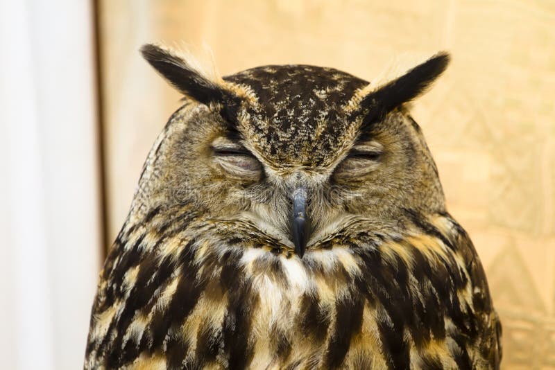 Owl portrait, golden owl