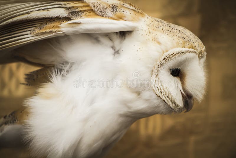 Owl portrait, golden owl, wildlife concept