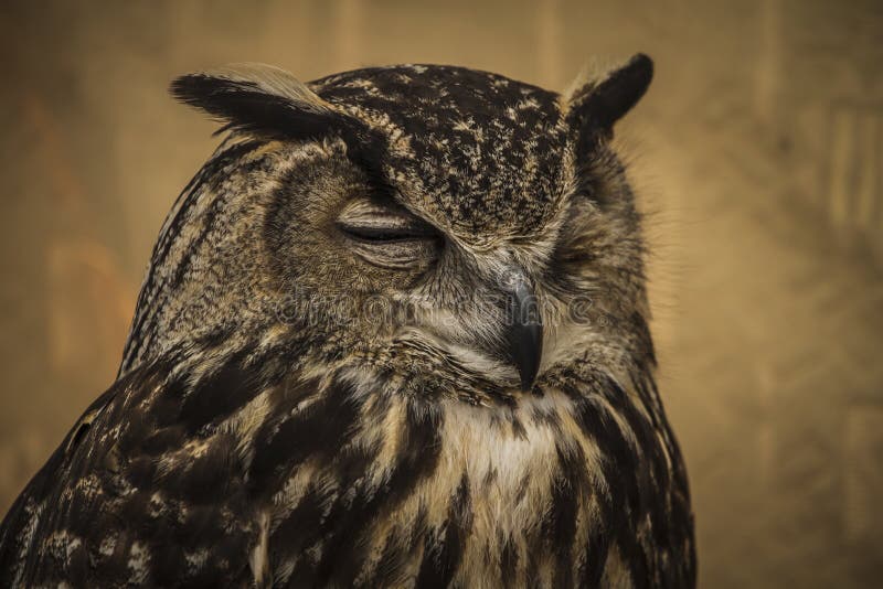 Owl portrait, golden owl, wildlife concept