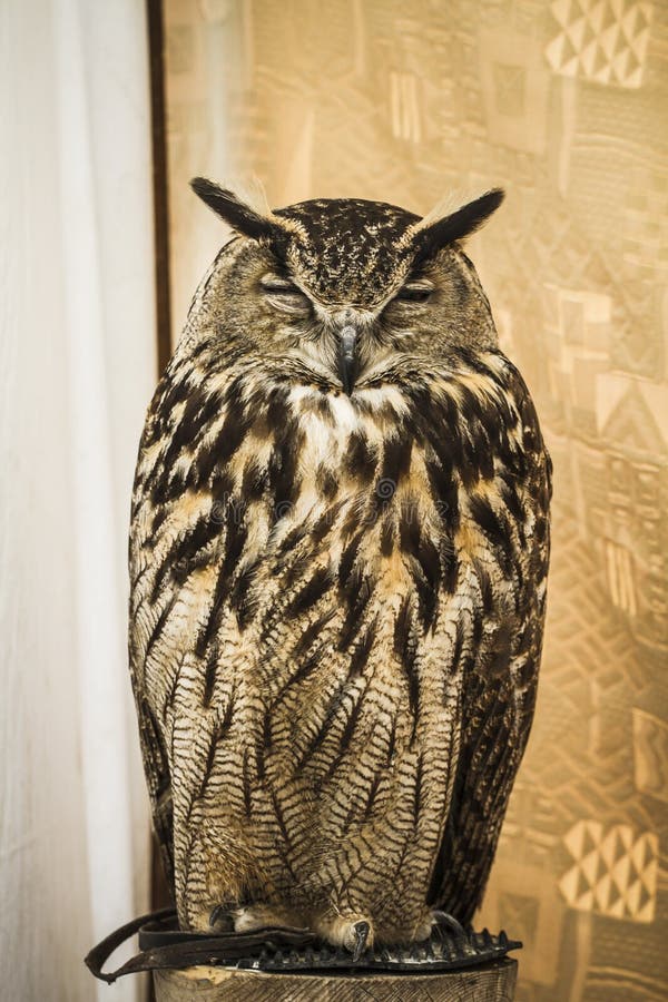 Owl portrait, golden owl, wildlife concept