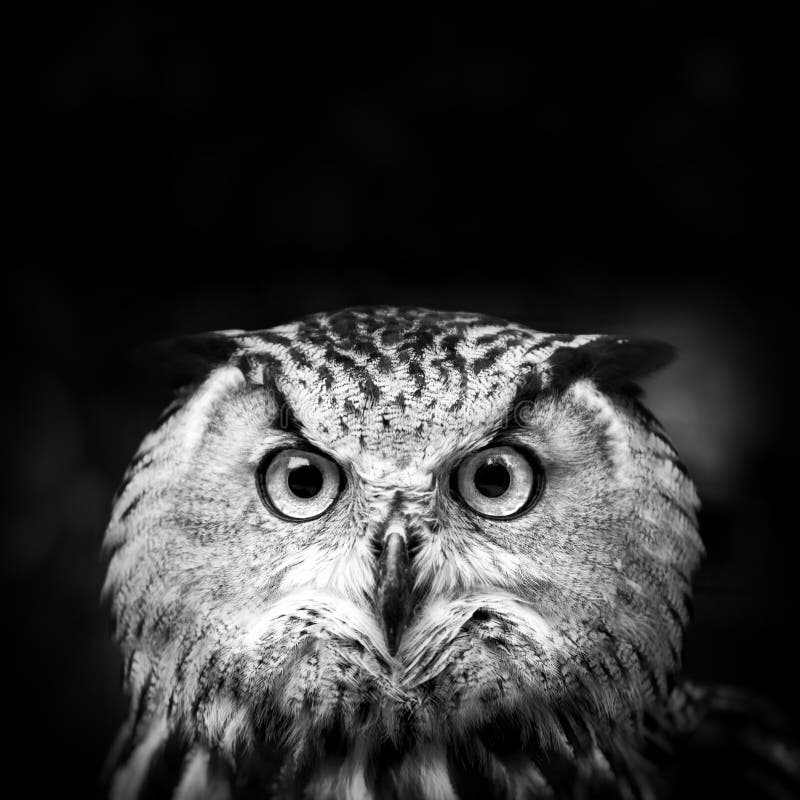 Owl Portrait. Owl on Black Background Stock Photo Image of barn