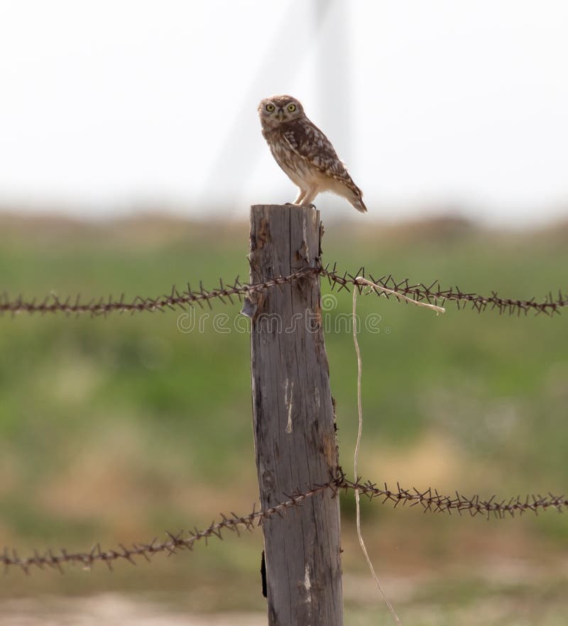 Owl on a post with barbed wire stock images