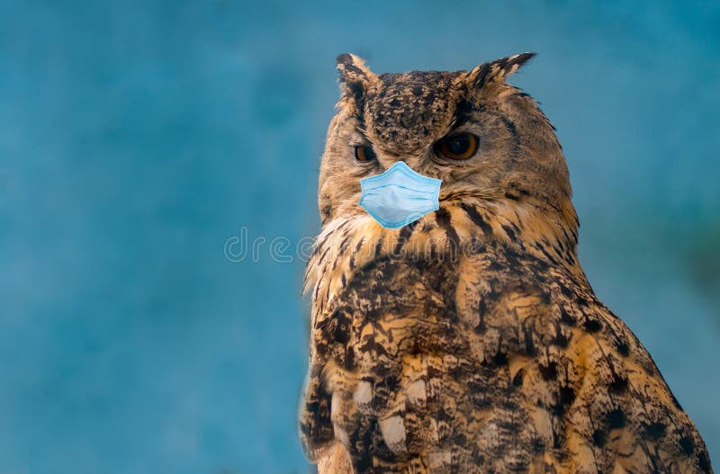 Owl in Protective Mask on a Blue Background Stock Image Image of