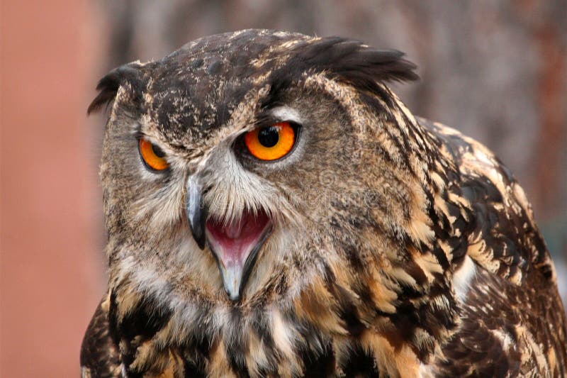 Owl screaming stock photo. Image of isolated, looking 26976330