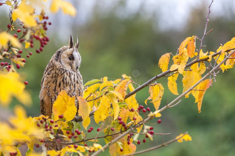 Owl Sitting Eared lungo in albero fotografie stock Owl Sitting Eared lungo in albero fotografie stock
