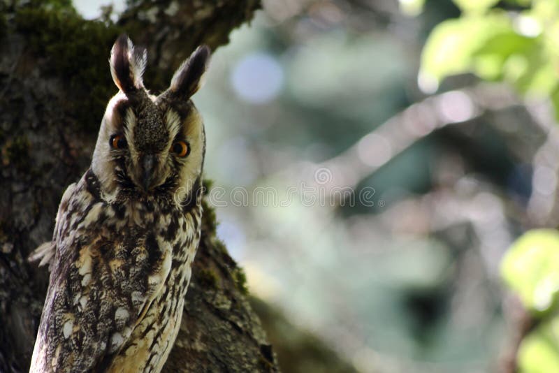 Owl Sitting on a Tree Branch Stock Image - Image of looking, light ...
