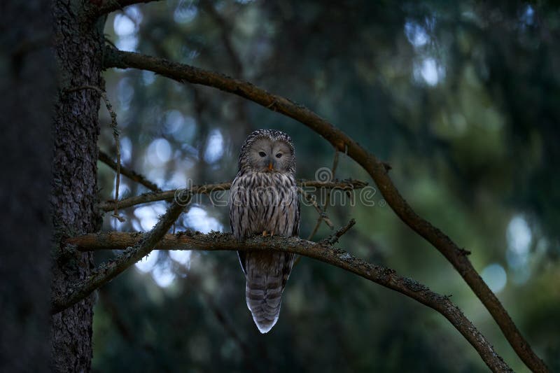 Ural Owl, Strix Uralensis, Sitting on Tree Branch, at Orange Leaves Oak ...
