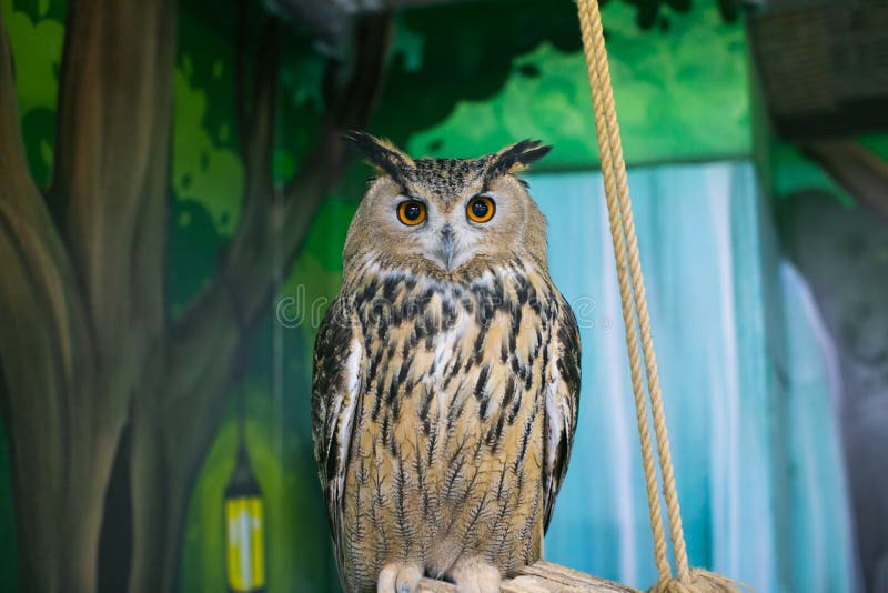 An Owl Staring at Zoo Visitors Stock Photo Image of bird, watching