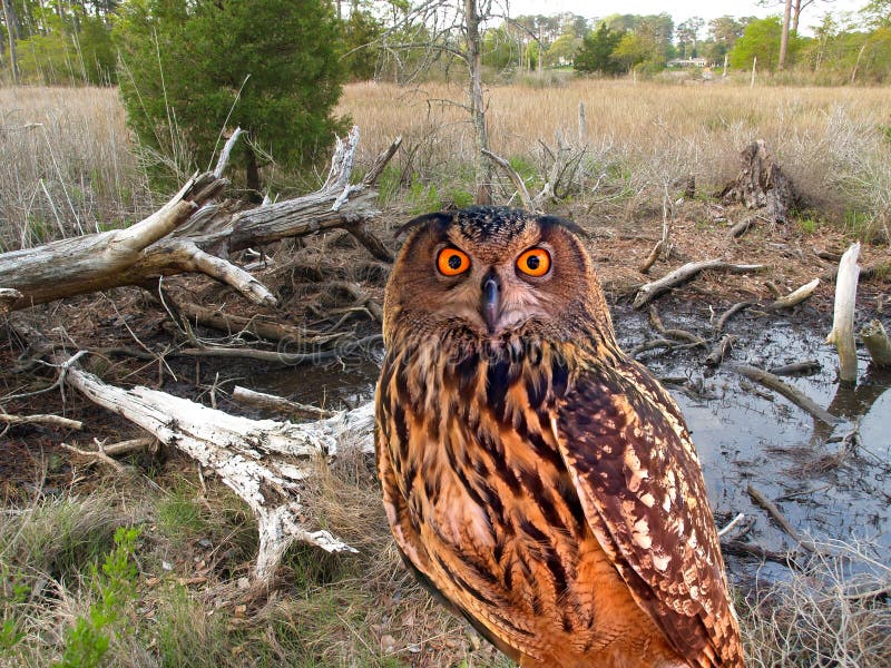 An owl at a state park