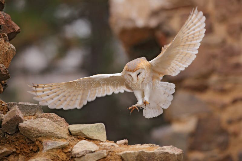 Owl, Tyto alba, with nice wings, landing on stone wall, light bird flying in the old castle, animal in the urban habitat. Wildlife