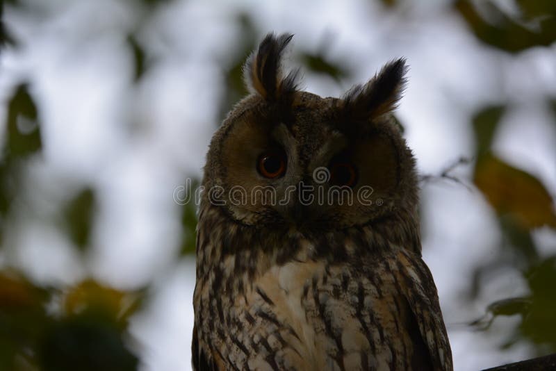 Owl in Uithoorn in the Netherlands Sitting in a Tree Stock Photo ...