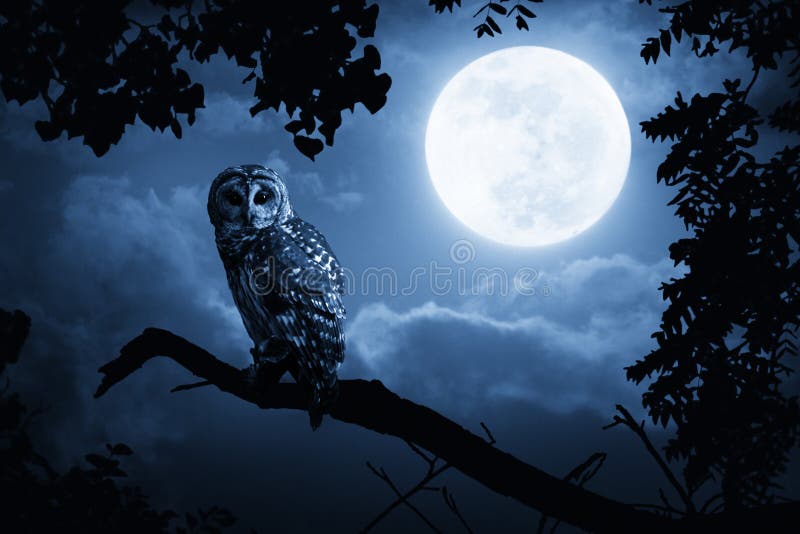 Owl Watches Intently Illuminated By Full Moon