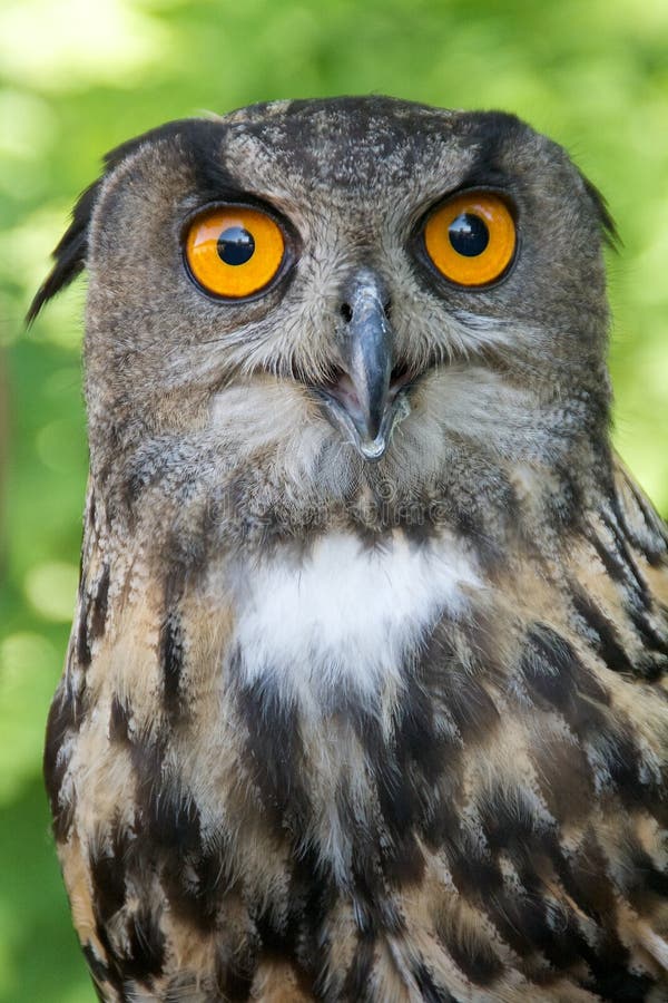 Owl with yellow eyes stock photo. Image of total, nature 25696726