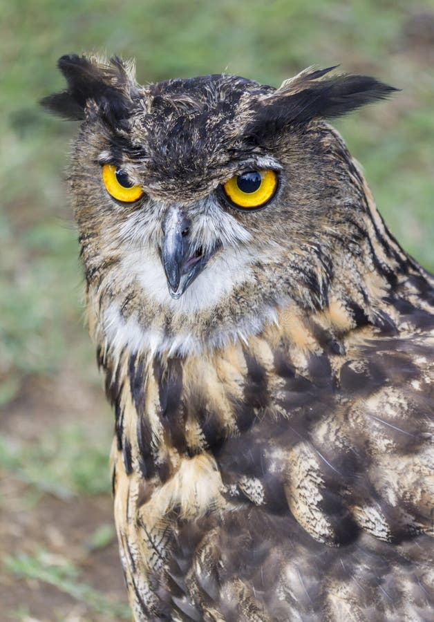 7,482 Owl Yellow Eyes Photos Free & RoyaltyFree Stock Photos from