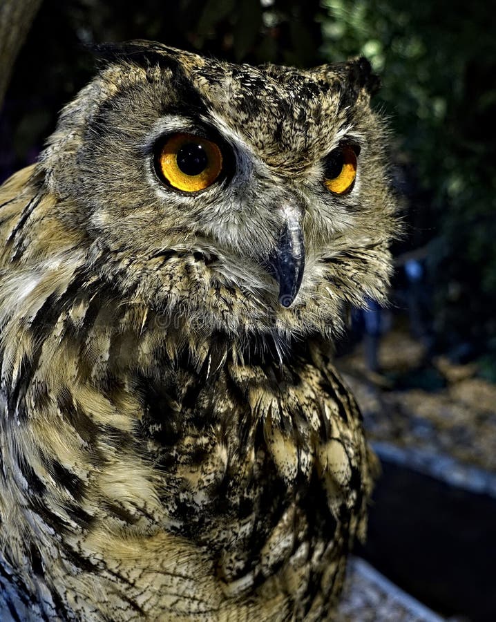 Owl with Yellow Eyes Close Up Stock Image Image of yellow, eyes