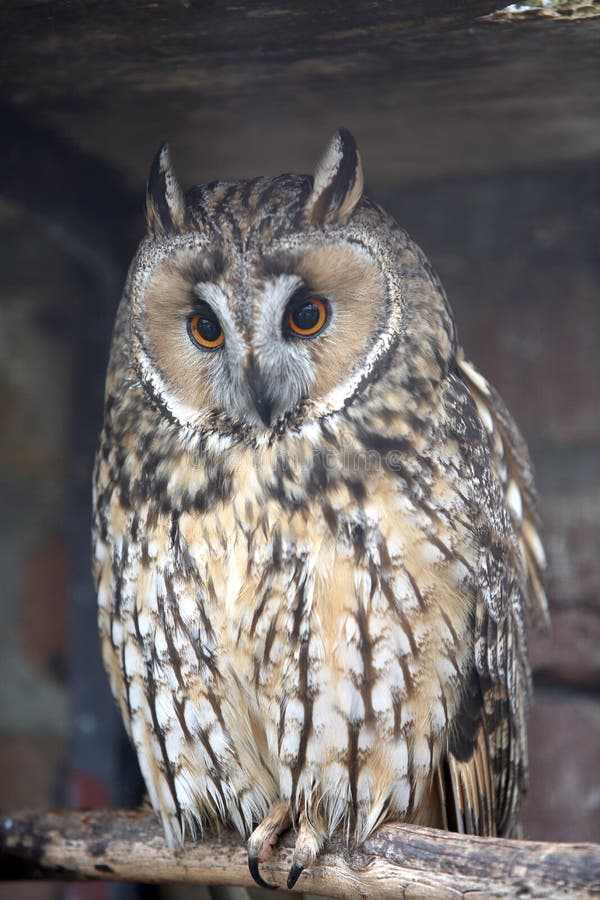 7,421 Owl Yellow Eyes Photos Free & RoyaltyFree Stock Photos from
