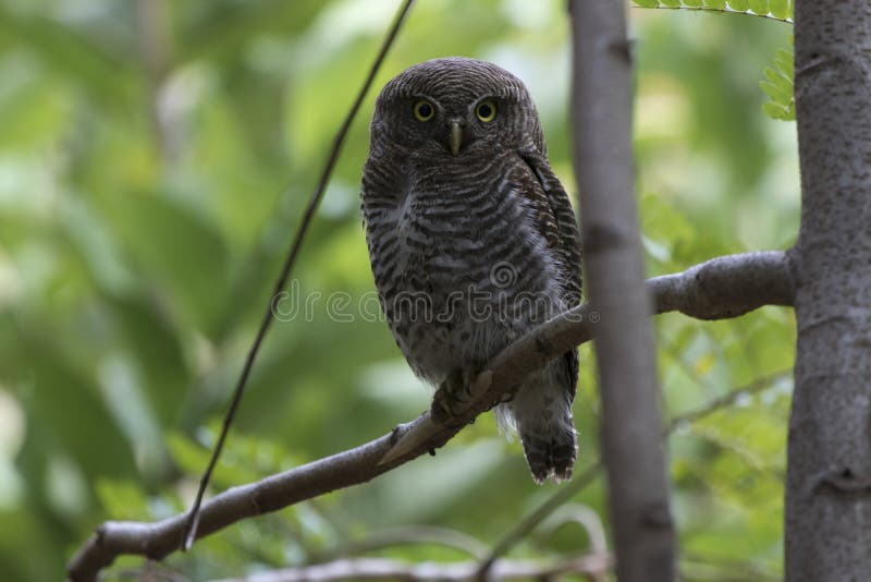 Owlet ζουγκλών που κάθεται σε έναν κλάδο δέντρων στο δάσος συχνότερα στοκ εικόνα με δικαίωμα ελεύθερης χρήσης Owlet ζουγκλών που κάθεται σε έναν κλάδο δέντρων στο δάσος συχνότερα στοκ εικόνα με δικαίωμα ελεύθερης χρήσης