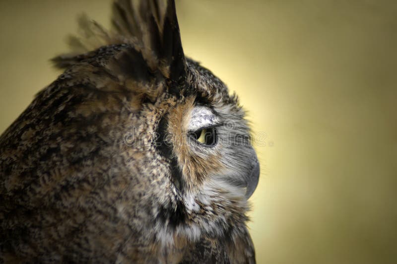 Sidelong profile shot of an owl. Sidelong profile shot of an owl.