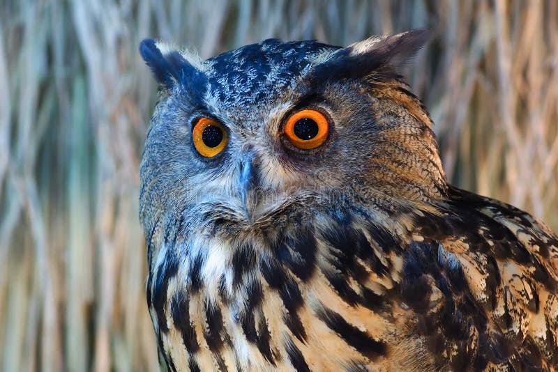 Owls with a large orange eyes. stock photos
