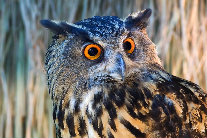 Owls with a large orange eyes.